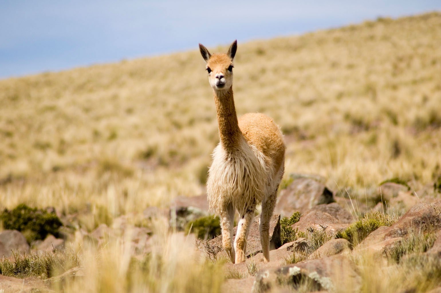 Protegen a la vicuña con inteligencia artificial en Perú