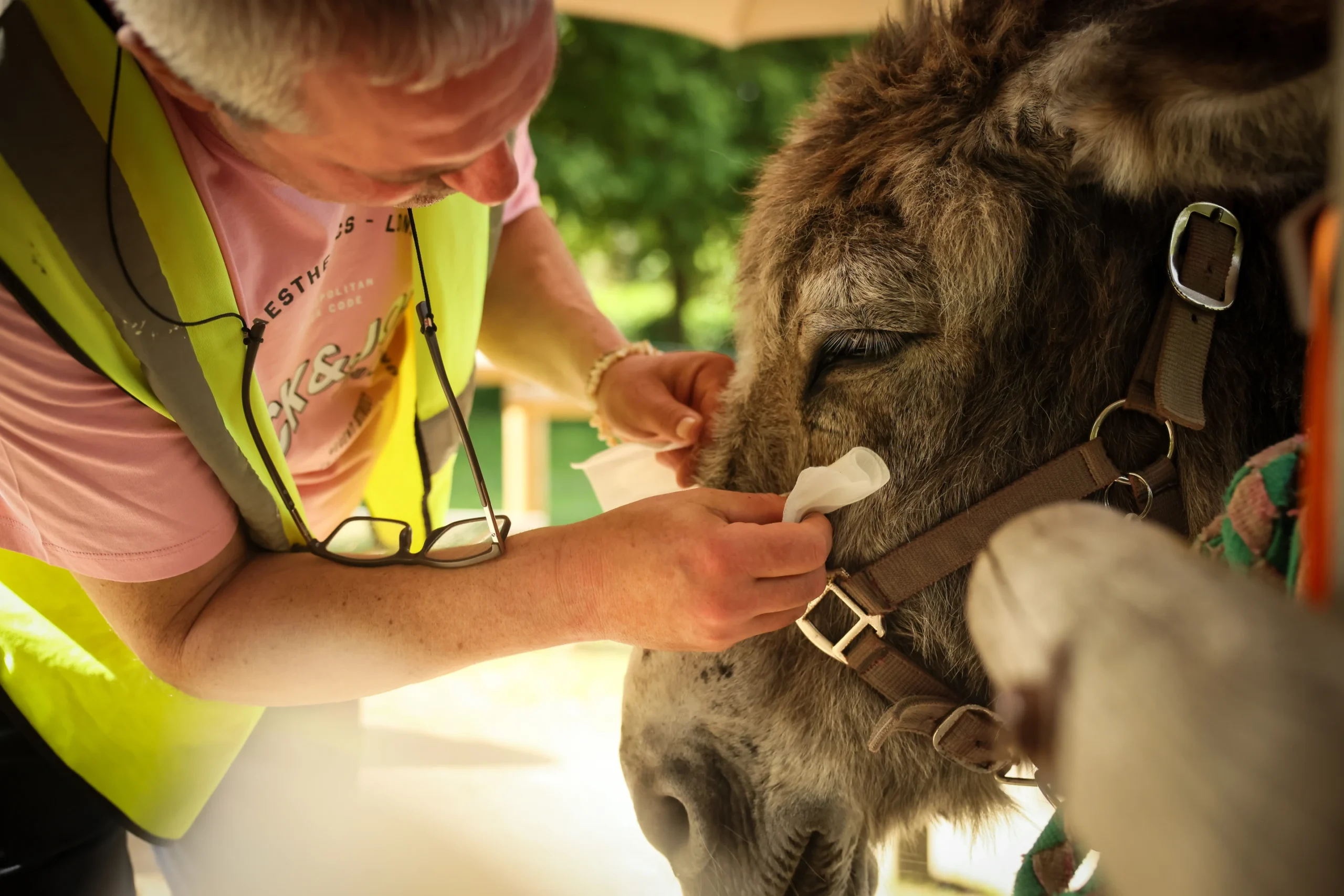 Burros ayudan a mejorar la salud mental de pacientes en un hospital en Francia