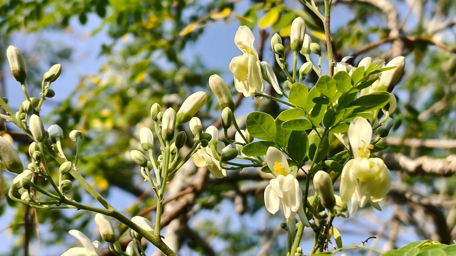 Descubren que las semillas del árbol moringa pueden eliminar el 98% de los microplásticos del agua potable