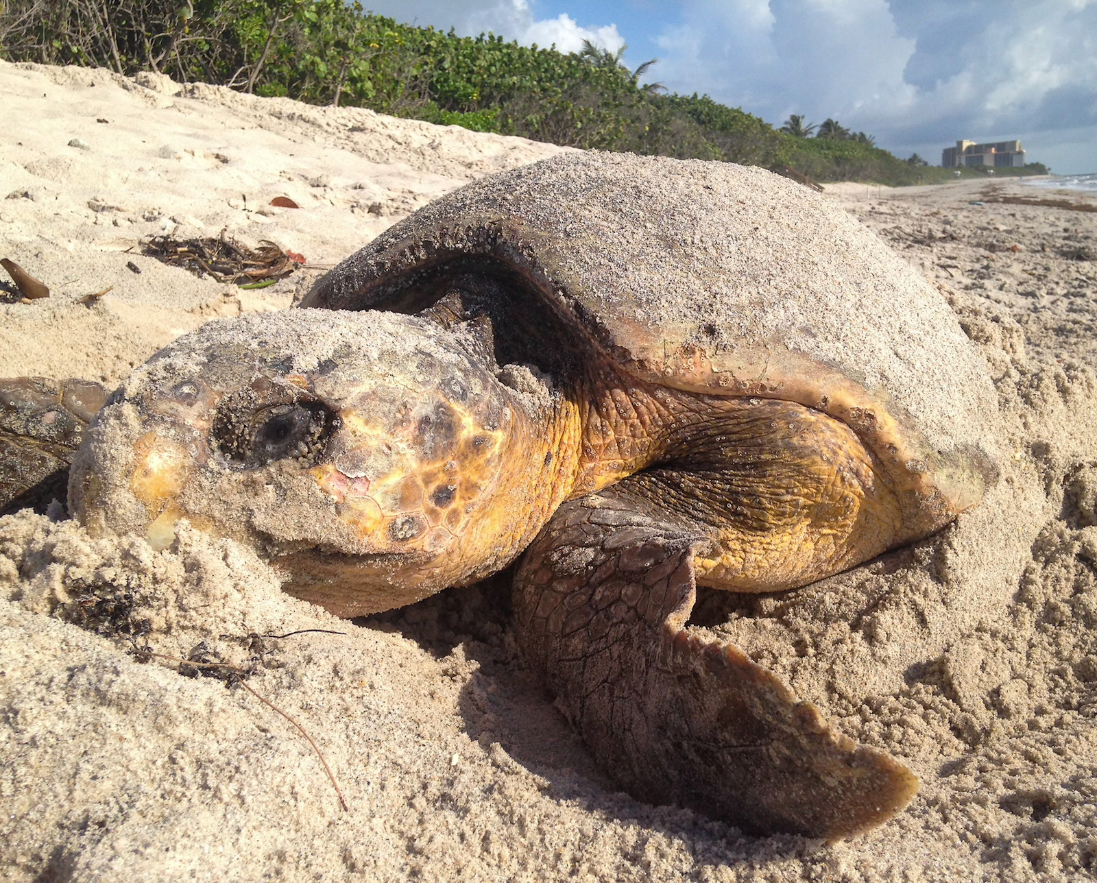 Adrienne McCracken/Loggerhead Marinelife Center