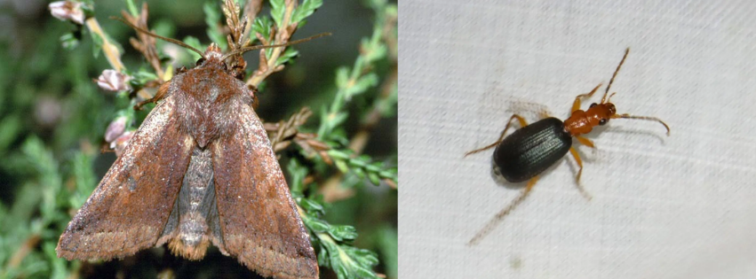 Foto: izq: Southern Chestnut Moth , der: Notochilus Limbatus.
Crédito: UkMoths y La Cara Buena del Mundo.