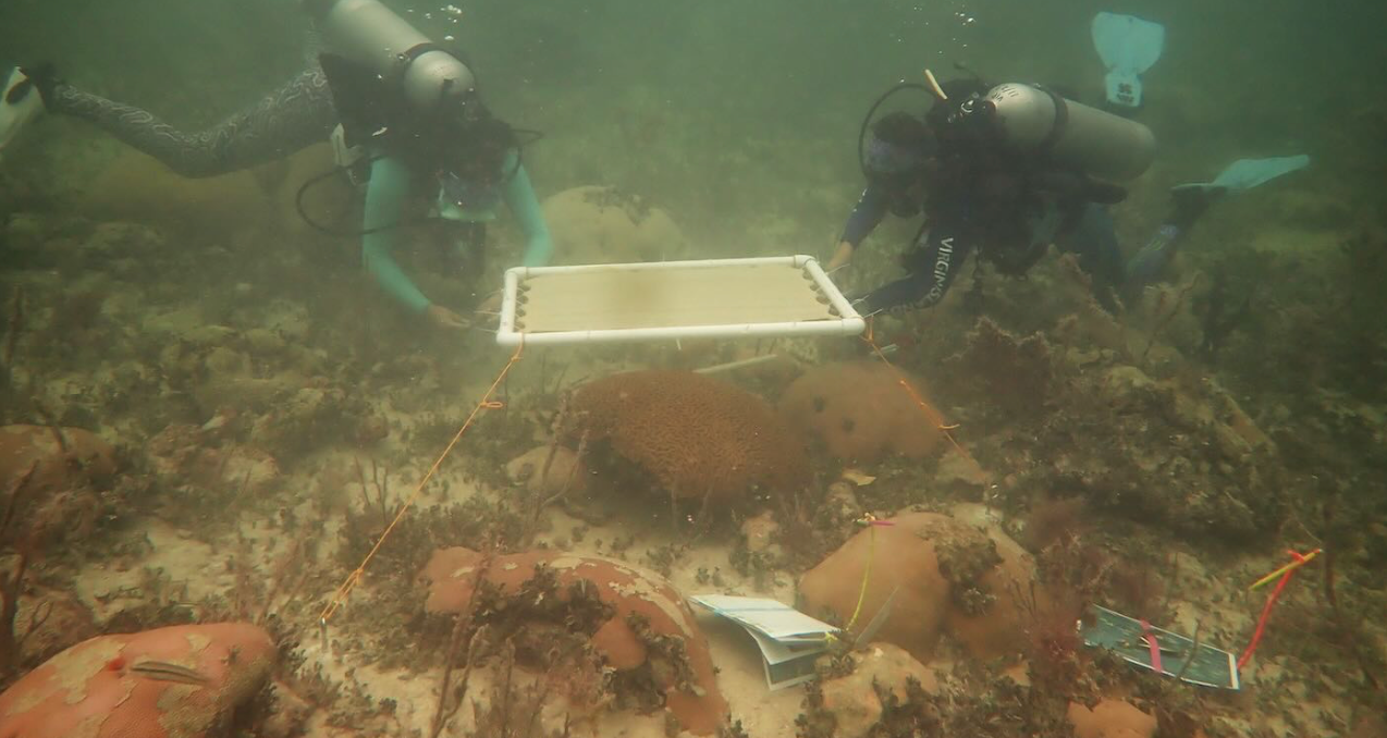 Journal Frontiers in Marine Science